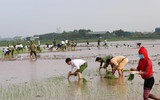 CAH Phú Xuyên hăng hái xuống đồng giúp dân cấy lúa